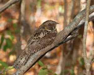 Purbeck Heaths National Nature Reserve NNR Nightjar