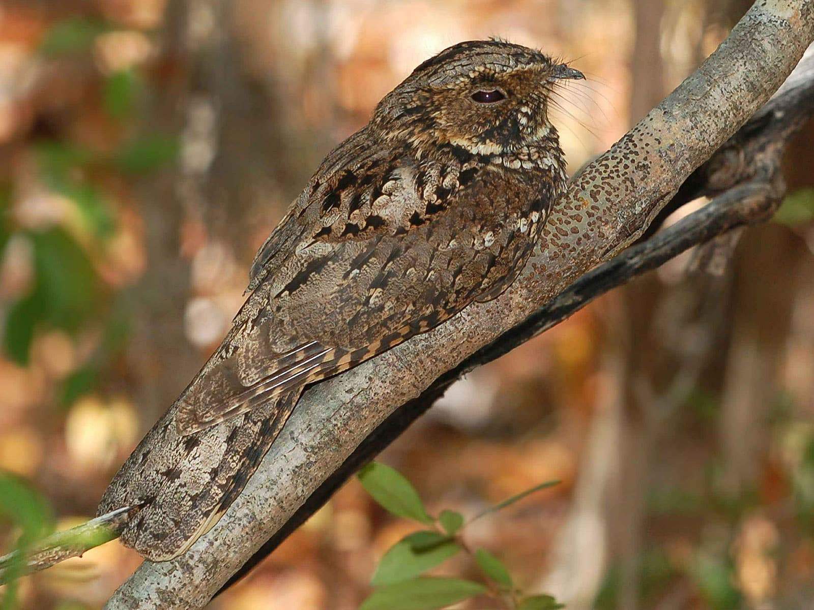 Purbeck Heaths National Nature Reserve Nightjar